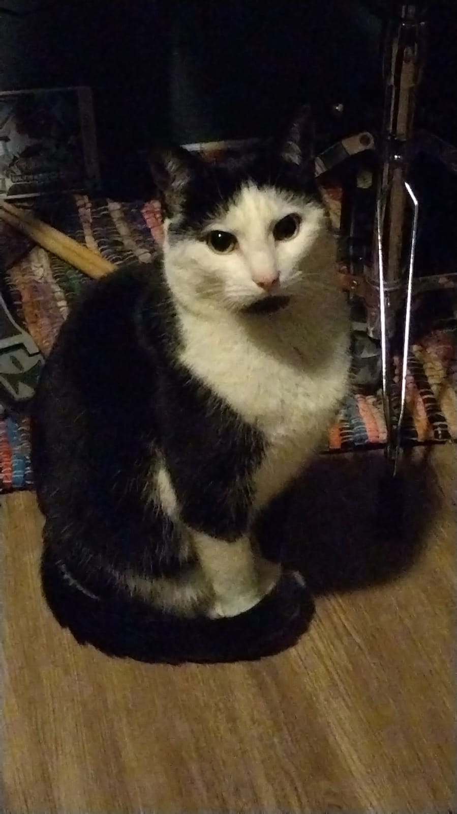Your browser should be slaughtered if it doesn't display the best cat alive :((((((
